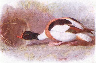 Sheld Duck by Archibald Thorburn